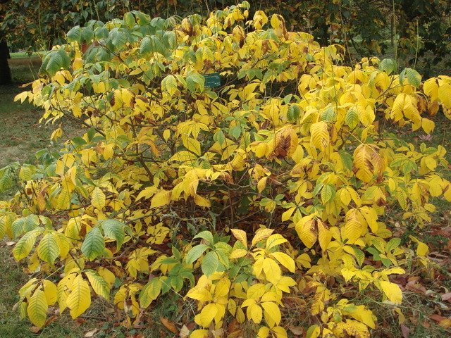 Aesculus parviflora automne